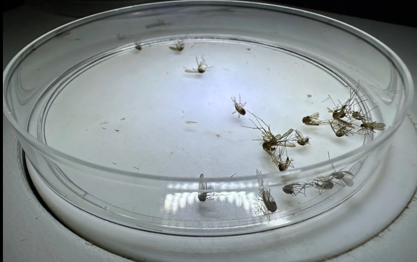 手把手教你挑对驱蚊液