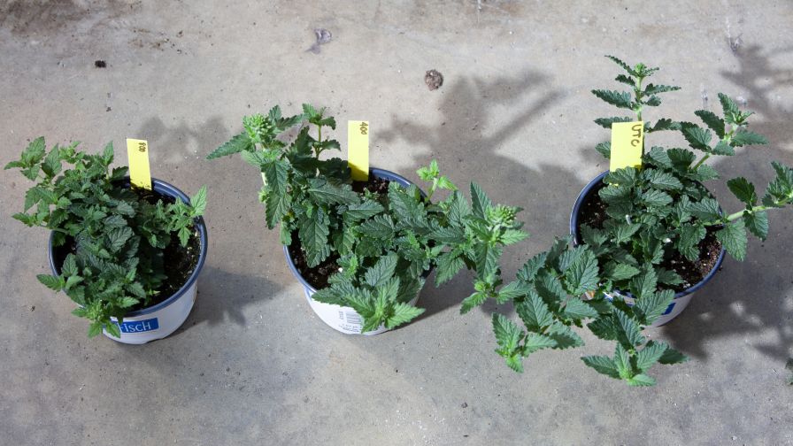 植物生长调节剂如何成为提高质量和效率的工具